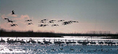 Flamingoes at the Ebro Delta