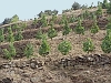 Mountain terraces