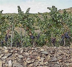 Carboniferous slate soil